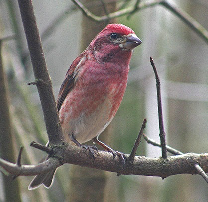 Winter Birds in East Tennessee: Let's Welcome the Snowbirds