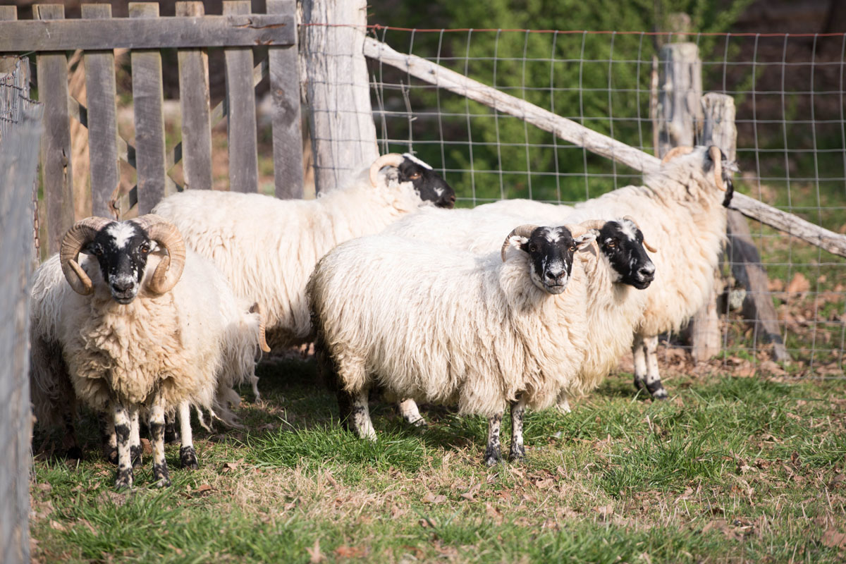 Sheep Shearing Day