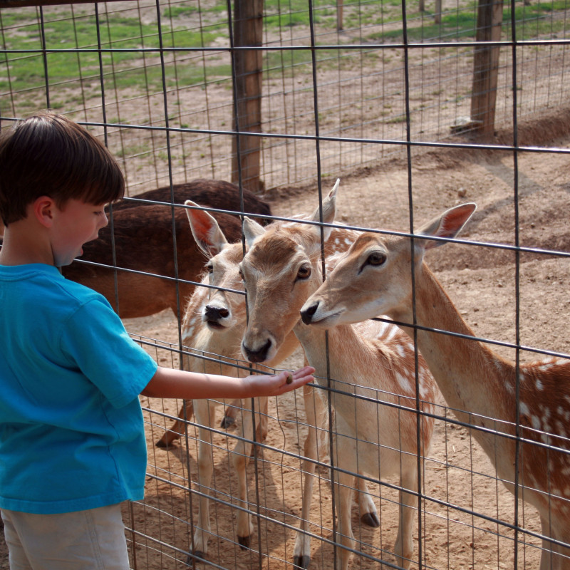 ALL YOU NEED TO KNOW ABOUT THE LITTLE PONDEROSA ZOO IN CLINTON TN