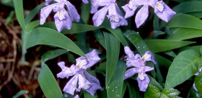 wildflowers