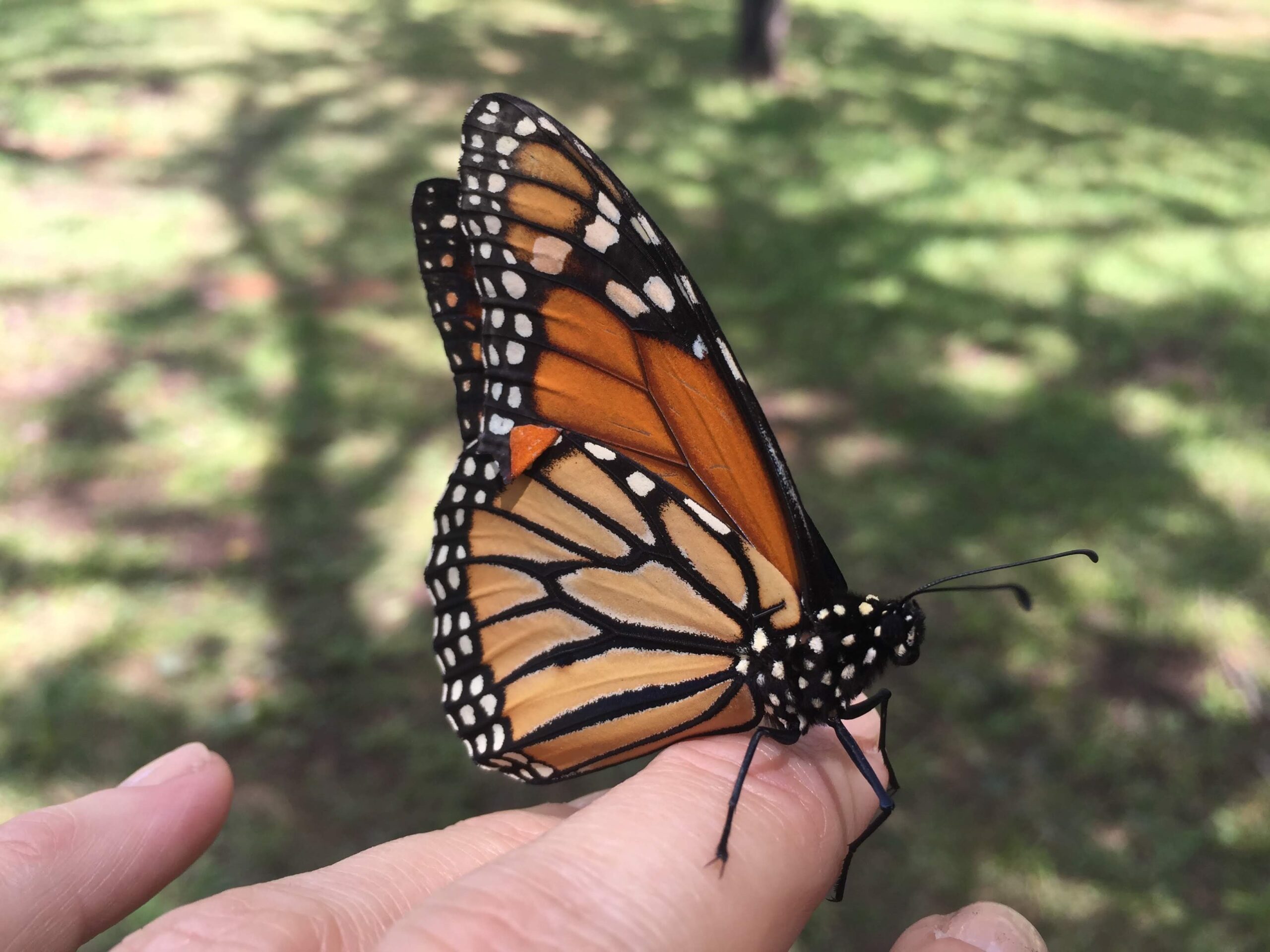 butterfly-festival—1