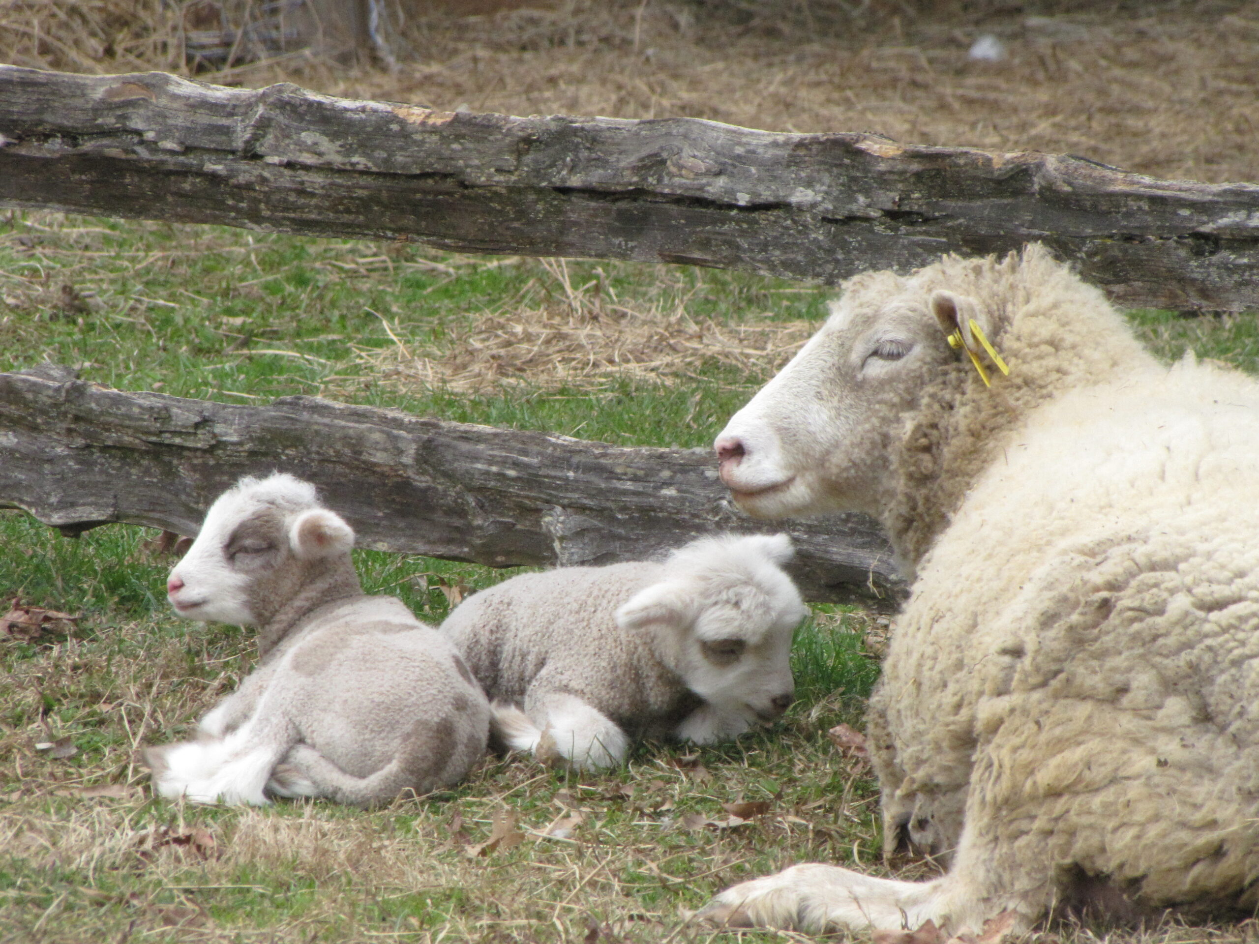 Sheep Shearing