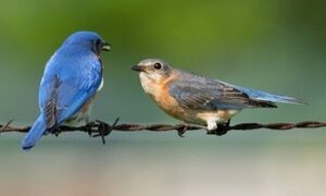 male and female Eastern Bluebird